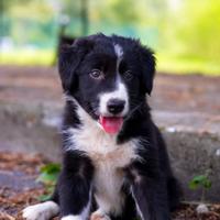 Cuccioli maschi border collie