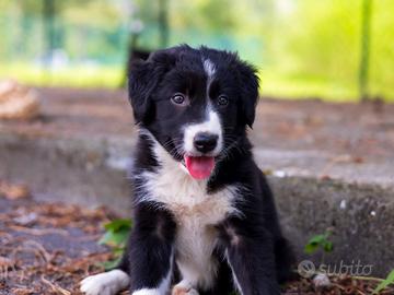 Cuccioli maschi border collie