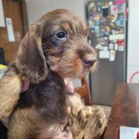 Bassotti a pelo corto, lungo e duro