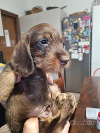 Bassotti a pelo corto, lungo e duro