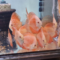 Pesce Discus