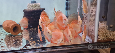 Pesce Discus