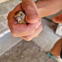 Cardellino giallo ancestrale