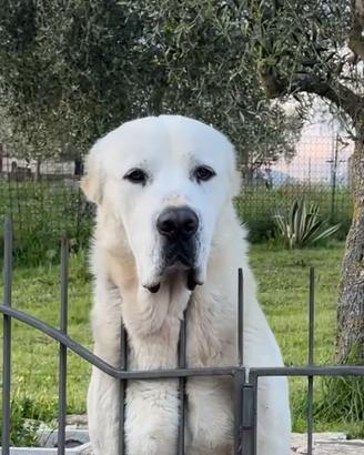 Cuccioli pastore dell'asia centrale