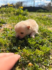 Spitz pomerania mini toy