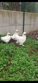 Galline