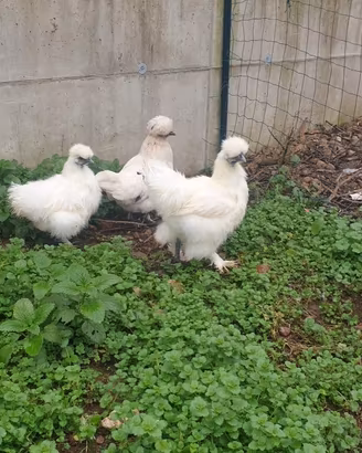 Galline