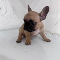 Bulldog francese