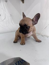 Bulldog francese