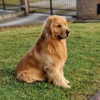 Monta Golden Retriever americano 100%