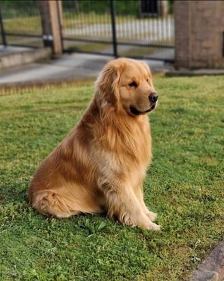 Monta Golden Retriever americano 100%