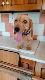 Bassetto fulvo femmina
