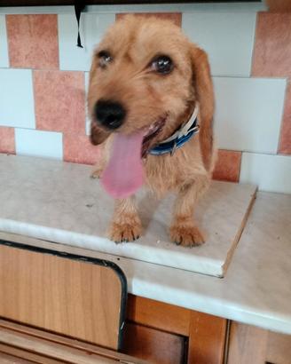 Bassetto fulvo femmina