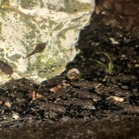 Pesci, piante e decorazioni acqua dolce