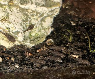 Pesci, piante e decorazioni acqua dolce