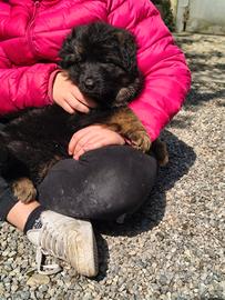 Cuccioli di pastore tedesco