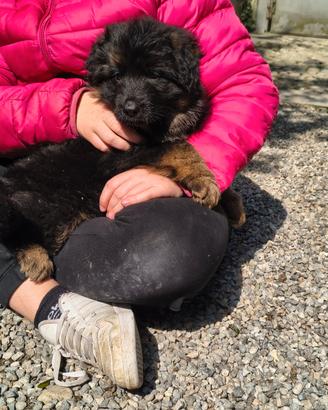 Cuccioli di pastore tedesco
