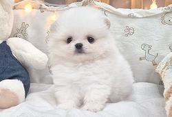Cucciolo di Spitz Nano Pomerania