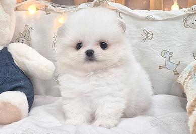 Cucciolo di Spitz Nano Pomerania