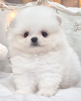 Cucciolo di Spitz Nano Pomerania