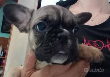 Bulldog francese
