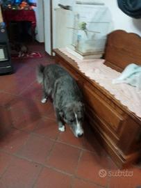 Regalocucciolo
