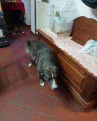 Regalocucciolo