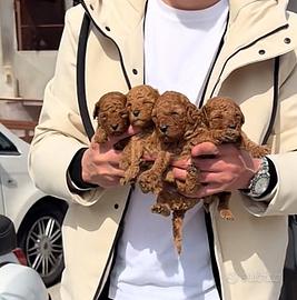 Barboncini Toy e Mini Toy