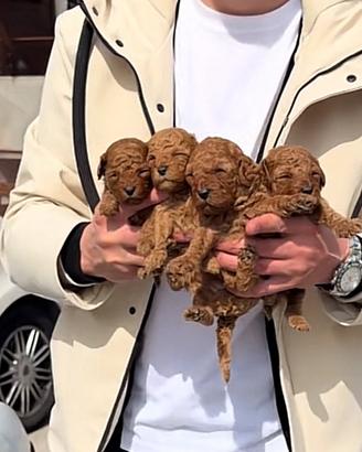 Barboncini Toy e Mini Toy