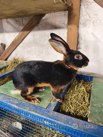 Maschio di lepre belga