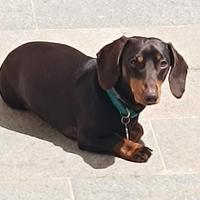 Bassotto maschio vorrebbe fidanzata