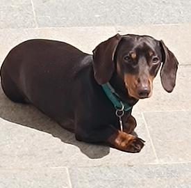 Bassotto maschio vorrebbe fidanzata