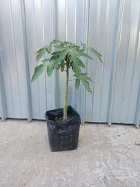 Piante di Papaya nana Red Royale