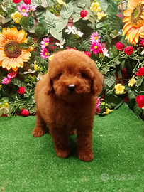 Meravigliosi cuccioli di barboncino miny toy