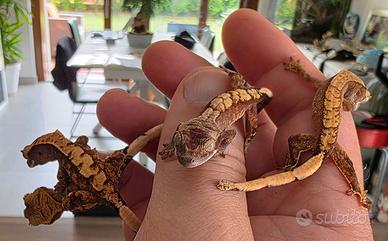 Gechi ciliati baby e adulti, nuove nascite