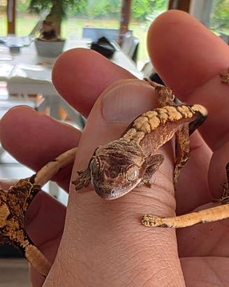 Gechi ciliati baby e adulti, nuove nascite