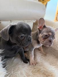 Bulldog francesi