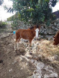 Puledro maschio 4 mesi