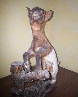 Capra Capretto d'arredamento