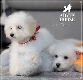 Piccoli barboncini toy nani