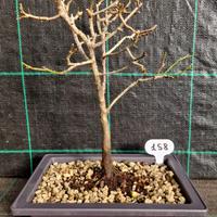 Bonsai Susino Mirabolano Prunus Cerasifera 158