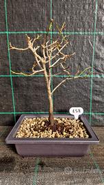 Bonsai Susino Mirabolano Prunus Cerasifera 158