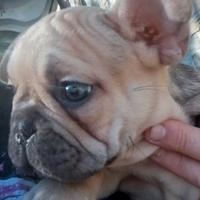 Bouledogue Francais (Bulldog francese)