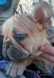 Bouledogue Francais (Bulldog francese)