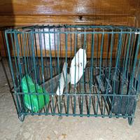 Gabbia piccola da trasporto per cardellino canari
