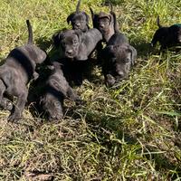 Cuccioli cane corso