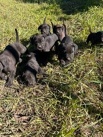 Cuccioli cane corso