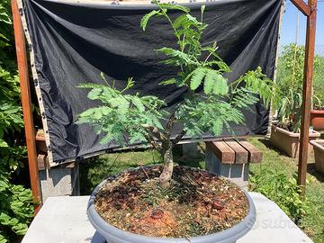 Pre Bonsai di mimosa