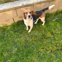 Cane Beagle in adozione