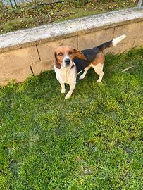 Cane Beagle in adozione